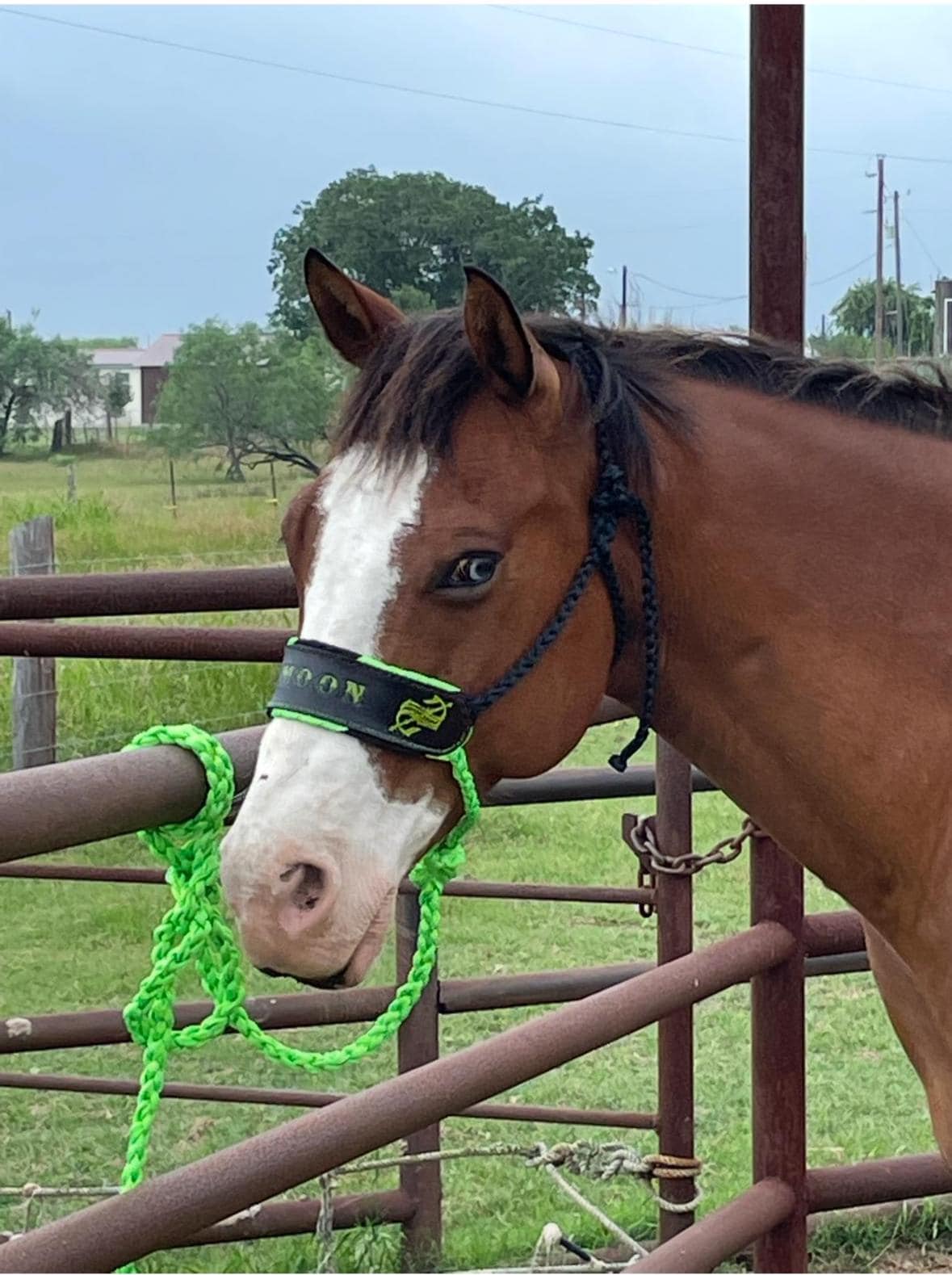Handmade Mule Tape Halter: Braided Leather Horse Tack, Custom Colors, Hand-Stitched Design