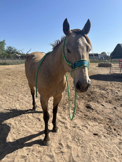 Handmade Mule Tape Halter: Braided Leather Horse Tack, Custom Colors, Hand-Stitched Design